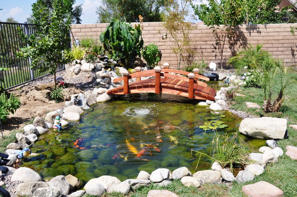 backyard koi pond with bridge
