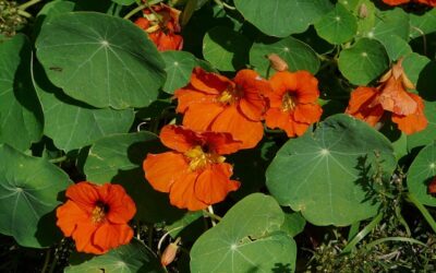 How to Grow, Harvest, and Enjoy Nasturtium Flowers